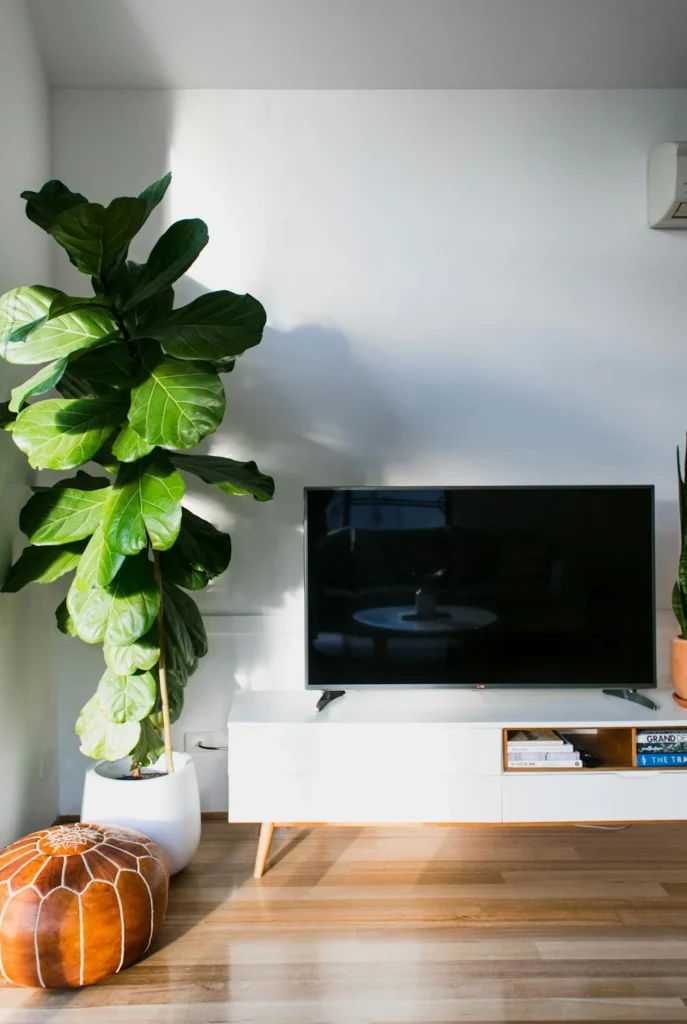 Fiddle leaf fig (Ficus lyrata) House Plant